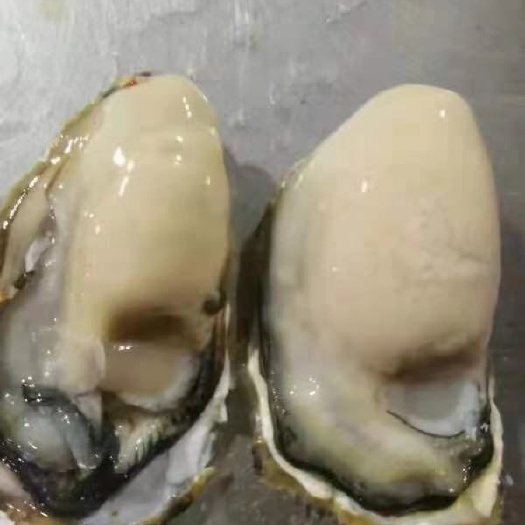 诏安县珍珠蚝  福建生蚝 牡蛎 烧烤生蚝 商用生蚝 原产地直发