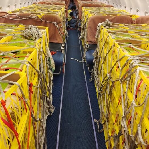 深圳金枕榴莲 空运深圳<泰南部金枕>9KG 22/23号发2-4个