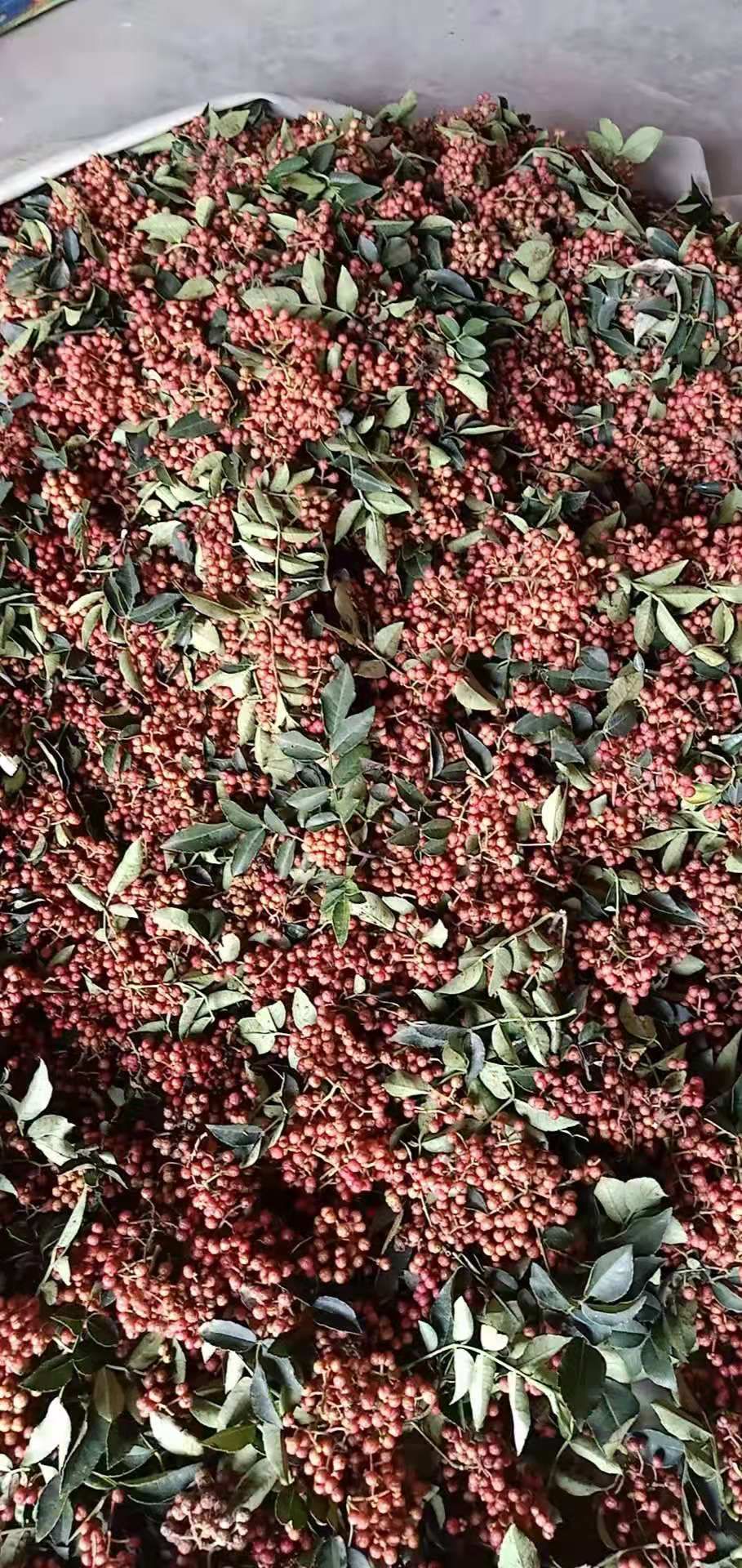  花椒新鲜花椒大红袍花椒