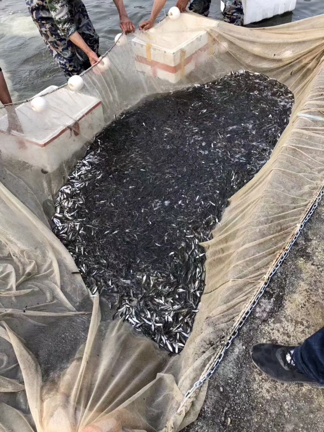  马口鱼苗