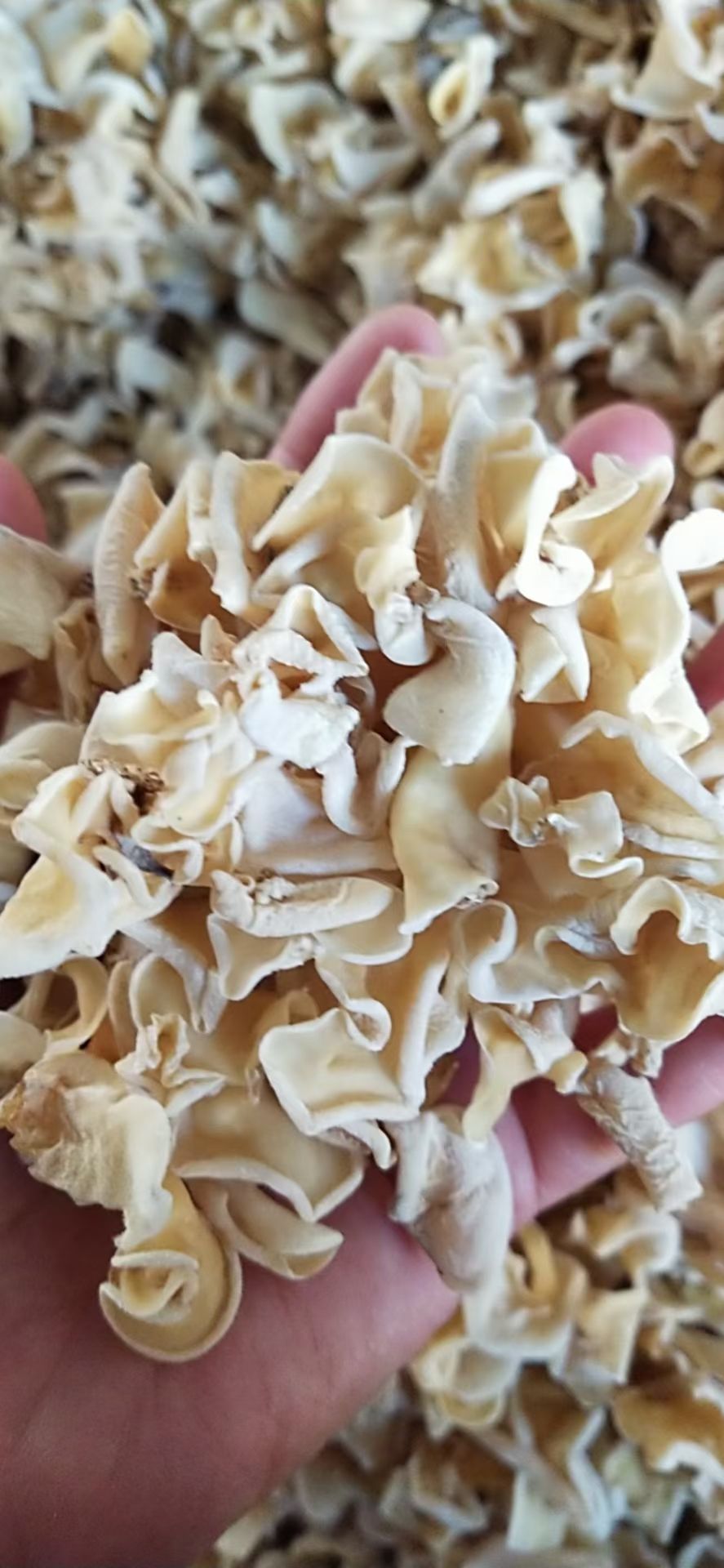 白木耳 【白玉木耳】500克/袋 东北食用菌干货无根肉厚凉拌