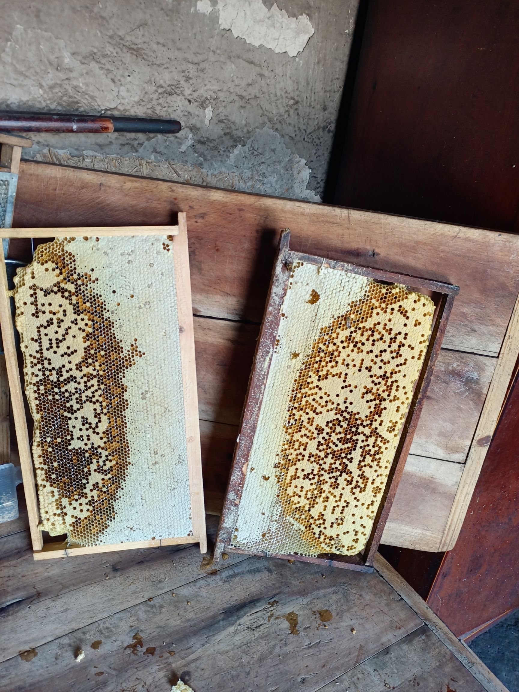 中华蜜蜂  秦岭深山中蜂群！健康旺盛群大！仔脾饱满！含糖量多！