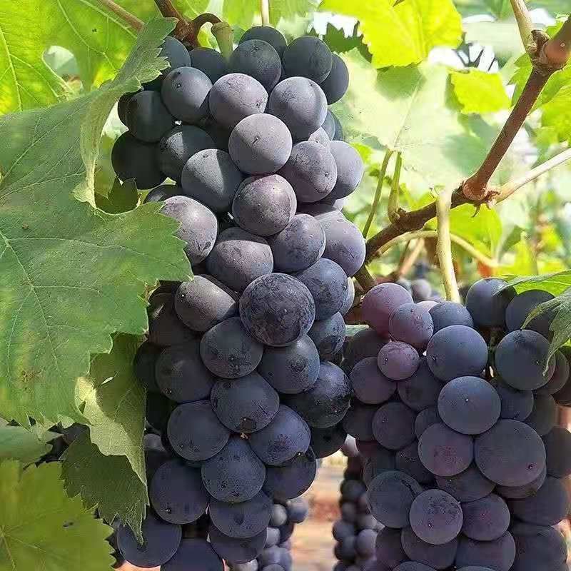  【果园直发】夏黑葡萄新鲜当季水果无籽黑加仑提子玫瑰香水果