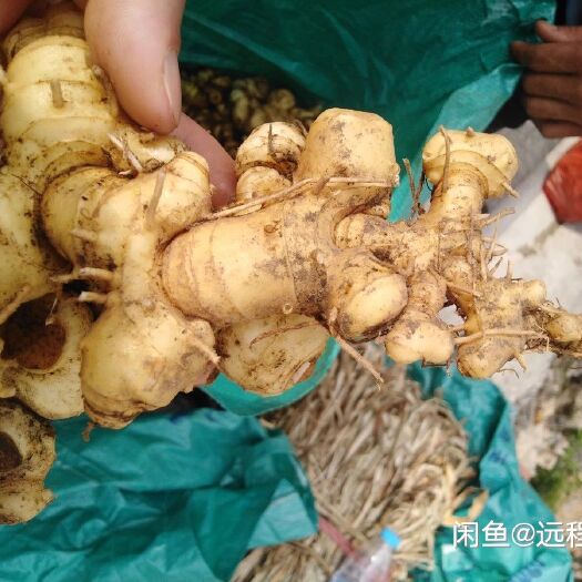 三都县 非种植黄精 大小都有 天然生长在大山里头 价格实惠