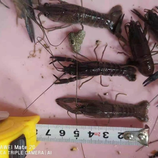 中山市 澳洲淡水龙虾苗