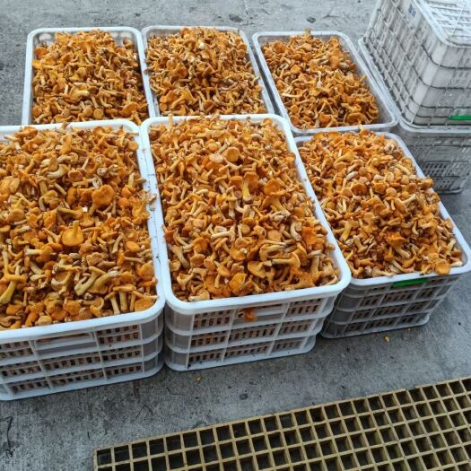 鄂温克旗 呼伦贝尔林区天然蘑菇（鸡血蘑，黄花蘑，白蘑等等）