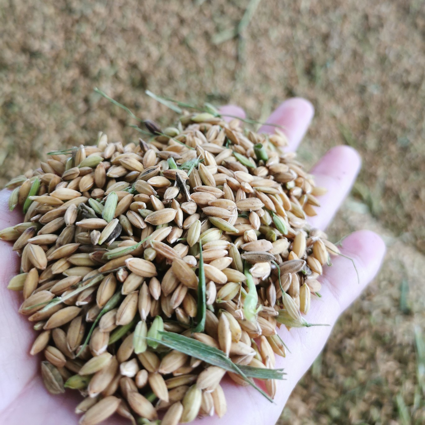 [杂交稻批发]杂交稻 江西早稻价格1.3元/斤 - 惠农网