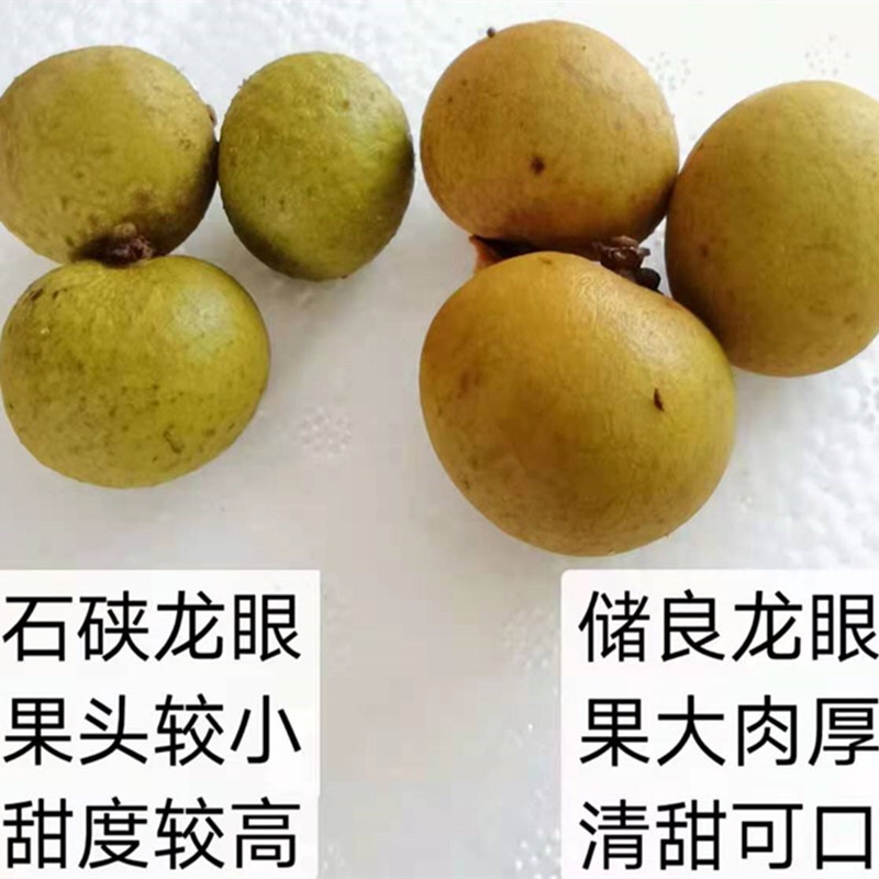 【顺丰为主】高州龙眼/储良龙眼现摘现发老树龙眼5斤