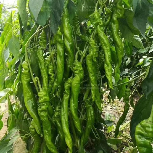 威宁县螺丝椒，自家农村种植直接批发，价格可详谈，批发地址贵州毕节。