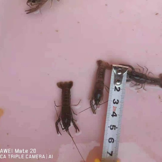 中山市 澳洲淡水龙虾苗
