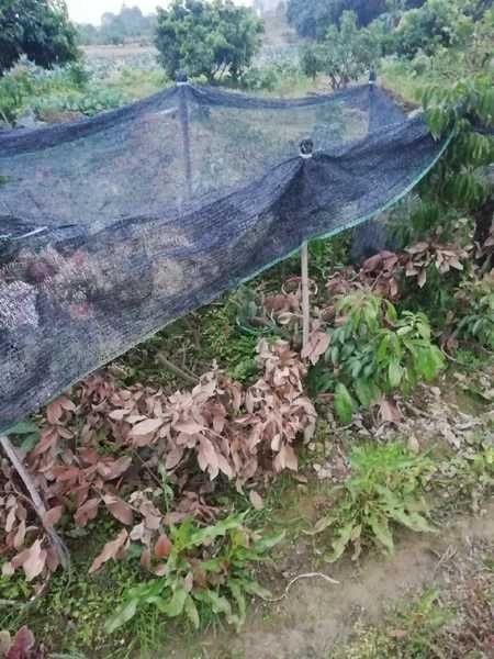 广州仙进奉荔枝苗 仙进奉高压苗袋装苗