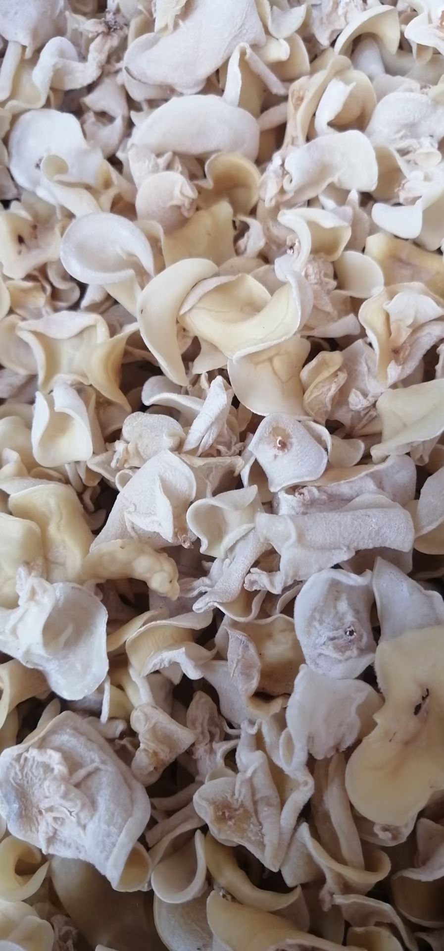 白木耳 【白玉木耳】500克/袋 东北食用菌干货无根肉厚凉拌