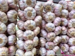 天门市紫皮蒜  早熟苔蒜新品种——峨嵋丰早、苔蒜种、大蒜种、

香蒜种、