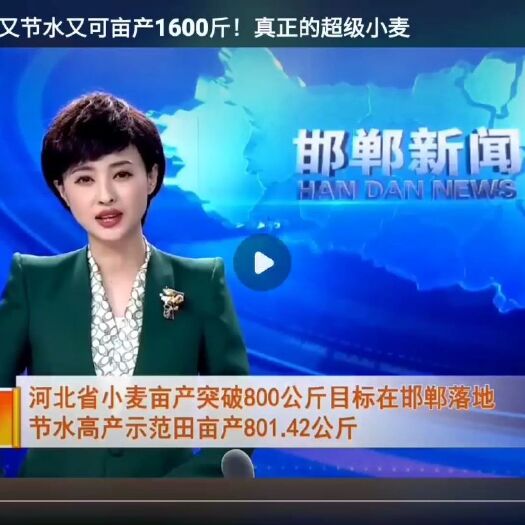 济南马兰一号优良品种，，小麦新品马兰一号亩产超800