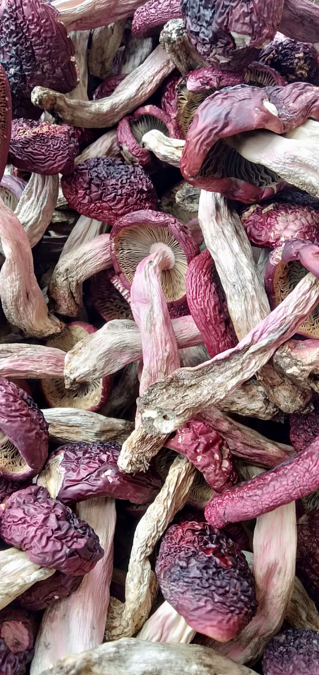  野生红菇，A级干货