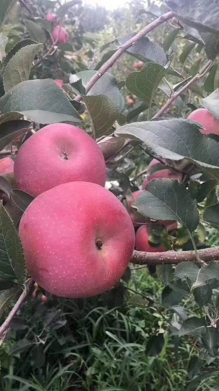 冰糖心苹果苗  苹果树苗2-3.5公分地径