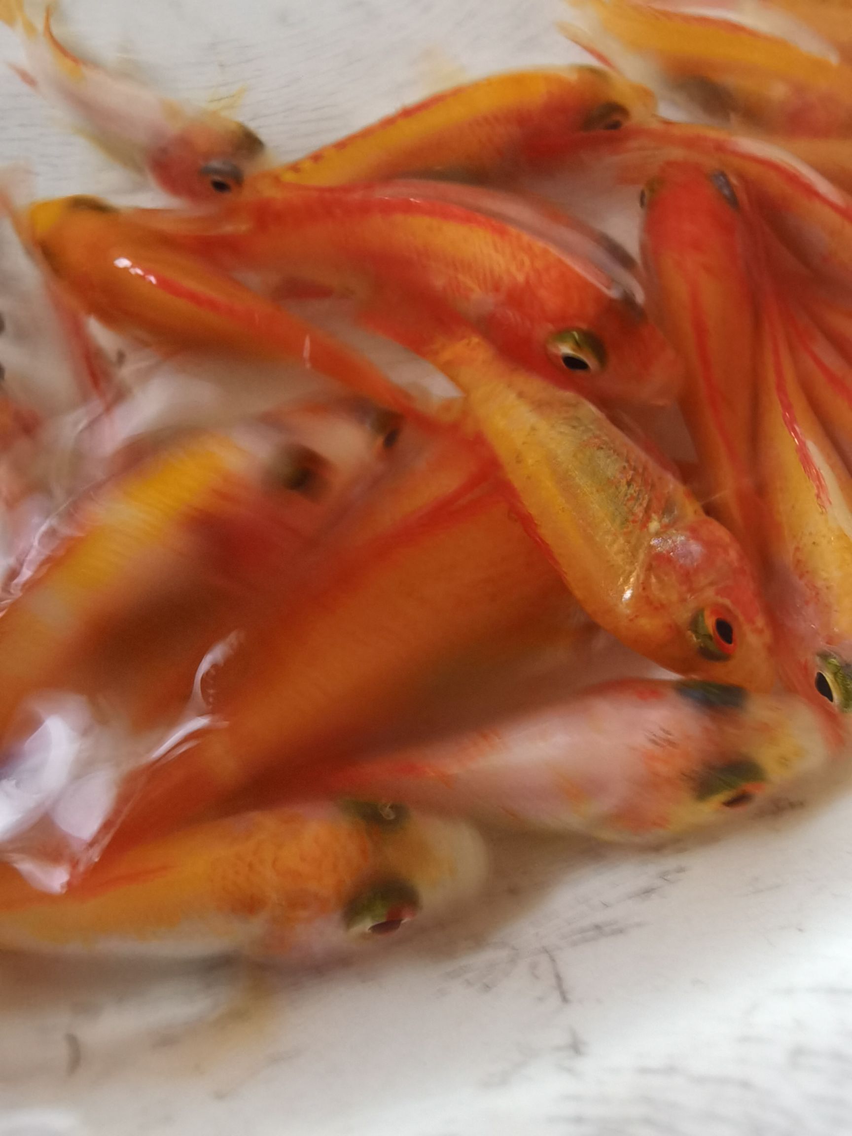 产地直供红罗非鱼苗彩虹鲷鱼苗金丝罗非鱼苗优质健康淡水养殖鱼苗