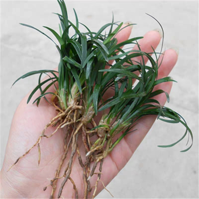 麦冬青  精品无土全绿中叶麦冬草