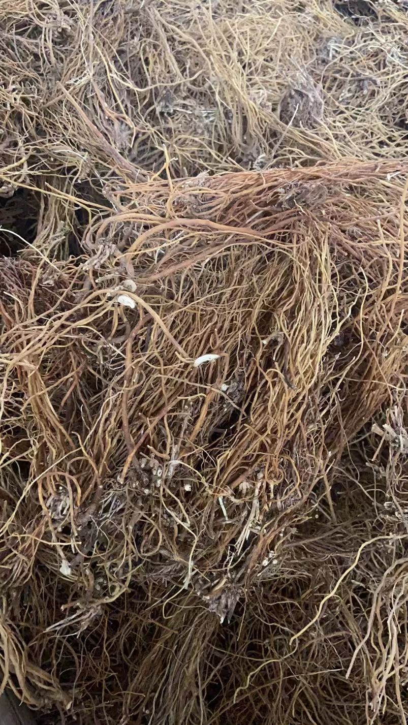 滇龙胆草选货产地直供