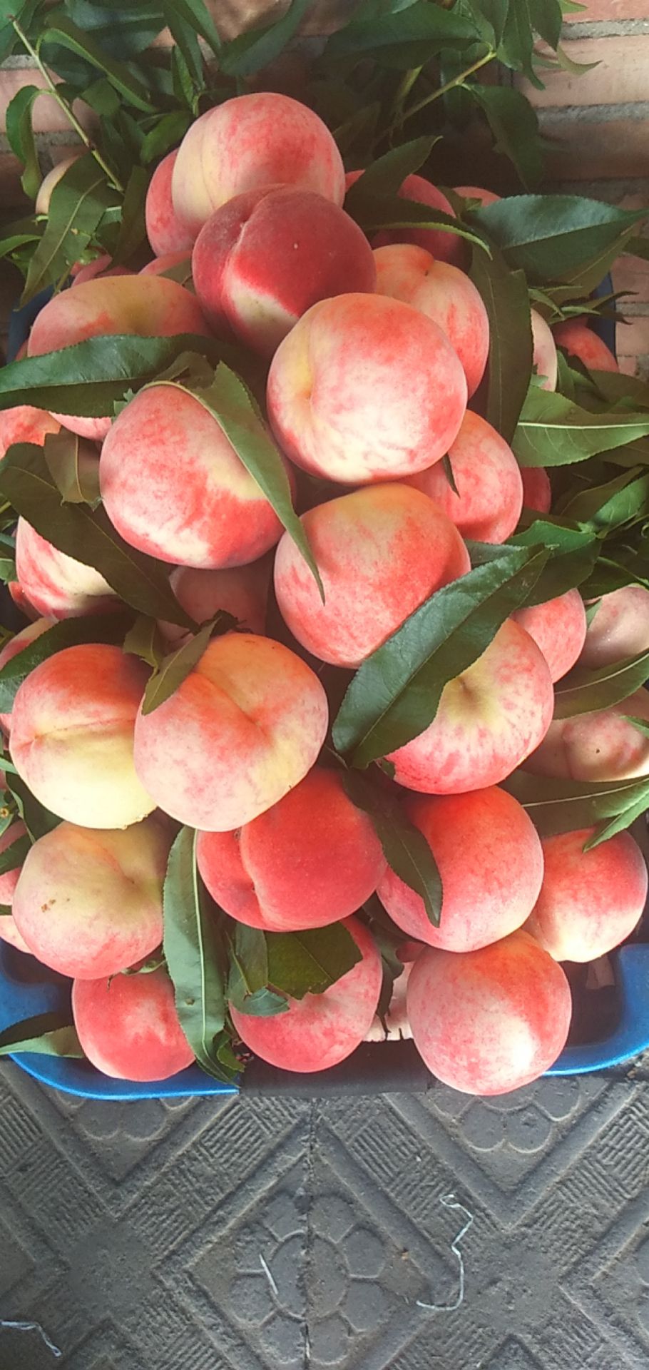 久保蜜桃  离核大久保水蜜桃大量上市有需要的朋友们抓紧时间联