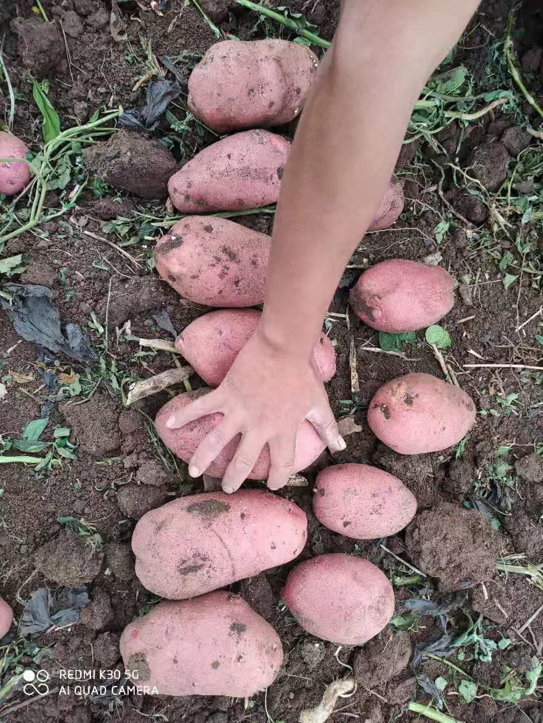 青薯9号  青薯九号