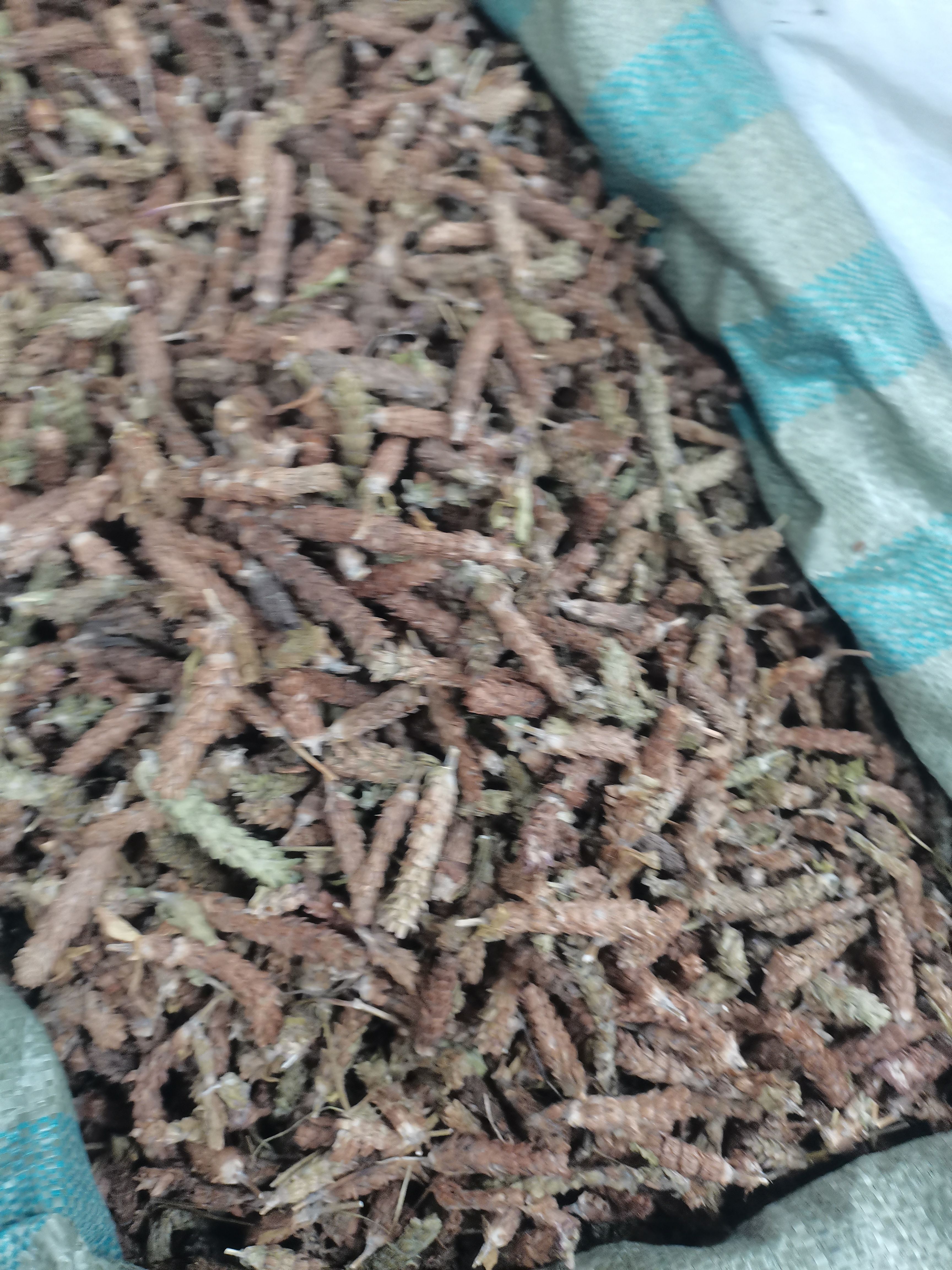 夏枯草 今年新货 夏枯草夏枯球