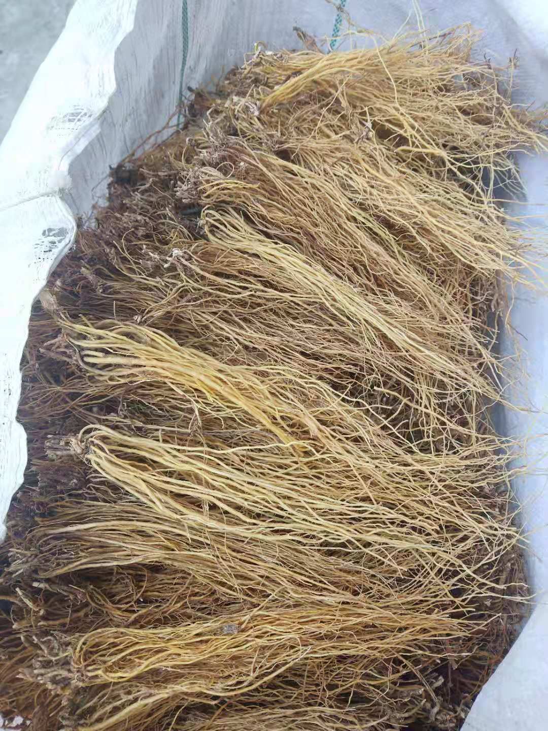 坚龙胆  龙胆  滇龙胆精选直条