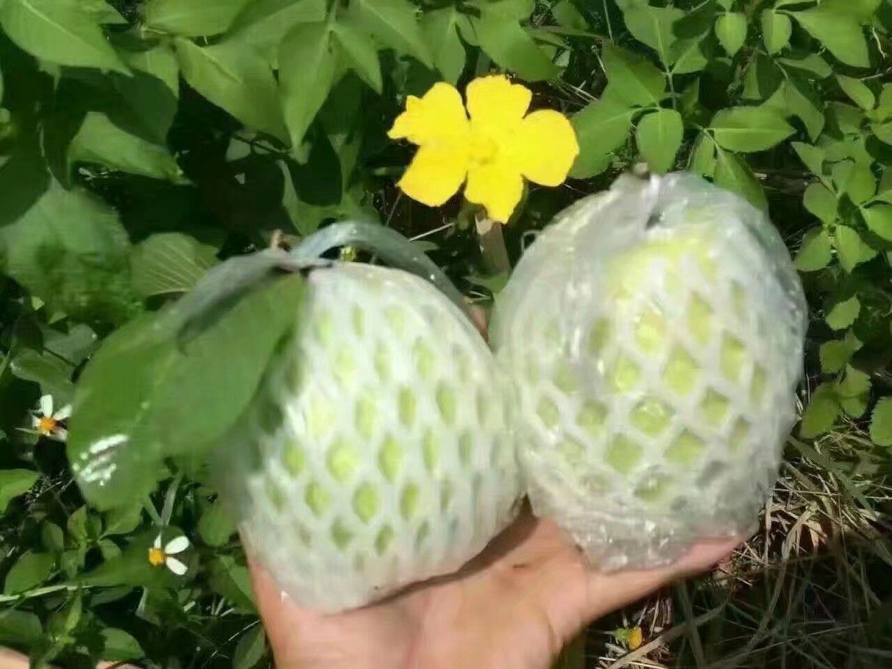  白心珍珠芭乐番石榴