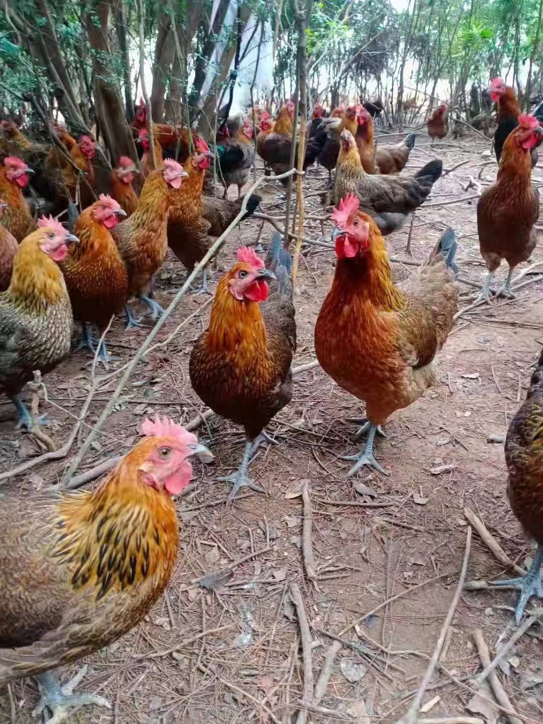 麻鸡 土鸡黑母鸡