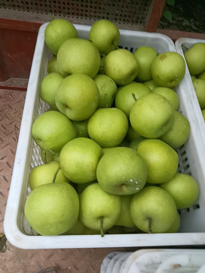  砀山黄冠青梨，翠玉，518.梨大量上市，有需要的新老客户联系
