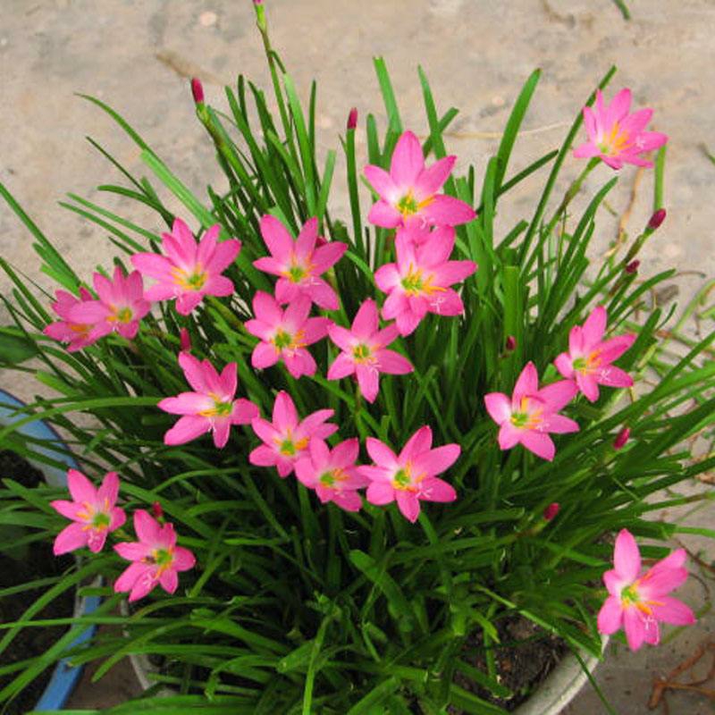  阳台花园风雨兰小盆栽葱兰花苗植物花卉绿植韭菜兰花室内室外庭院