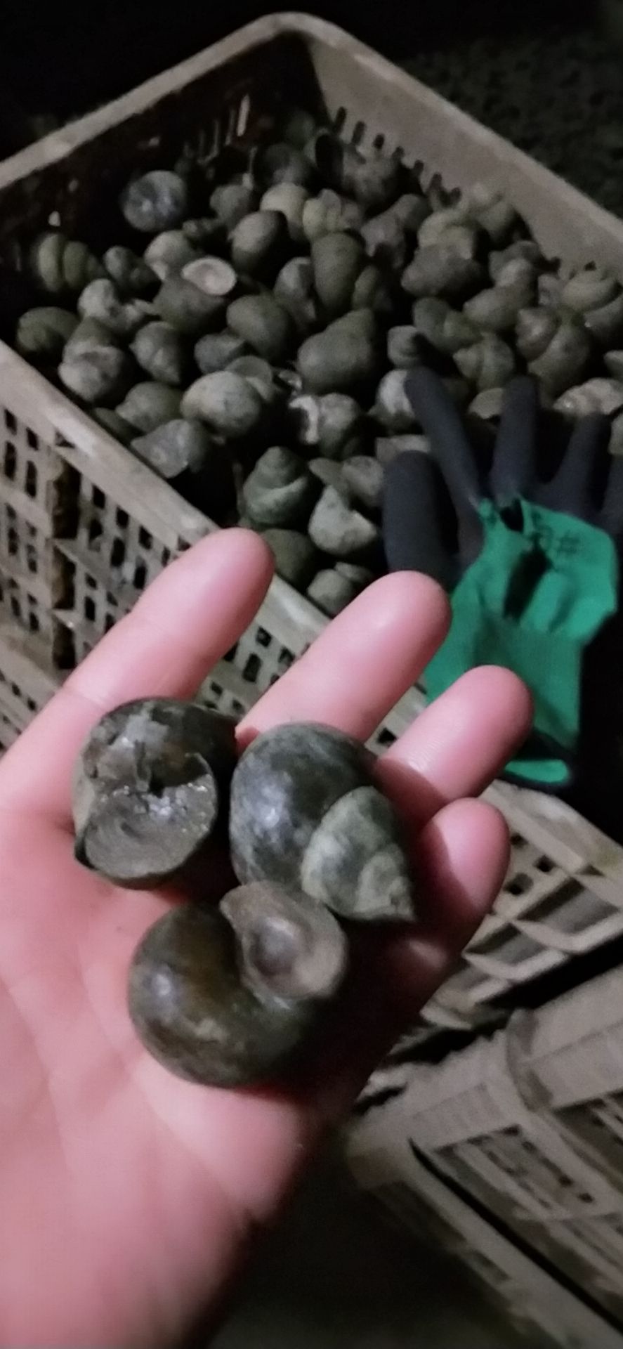 田螺  中小 大量现货