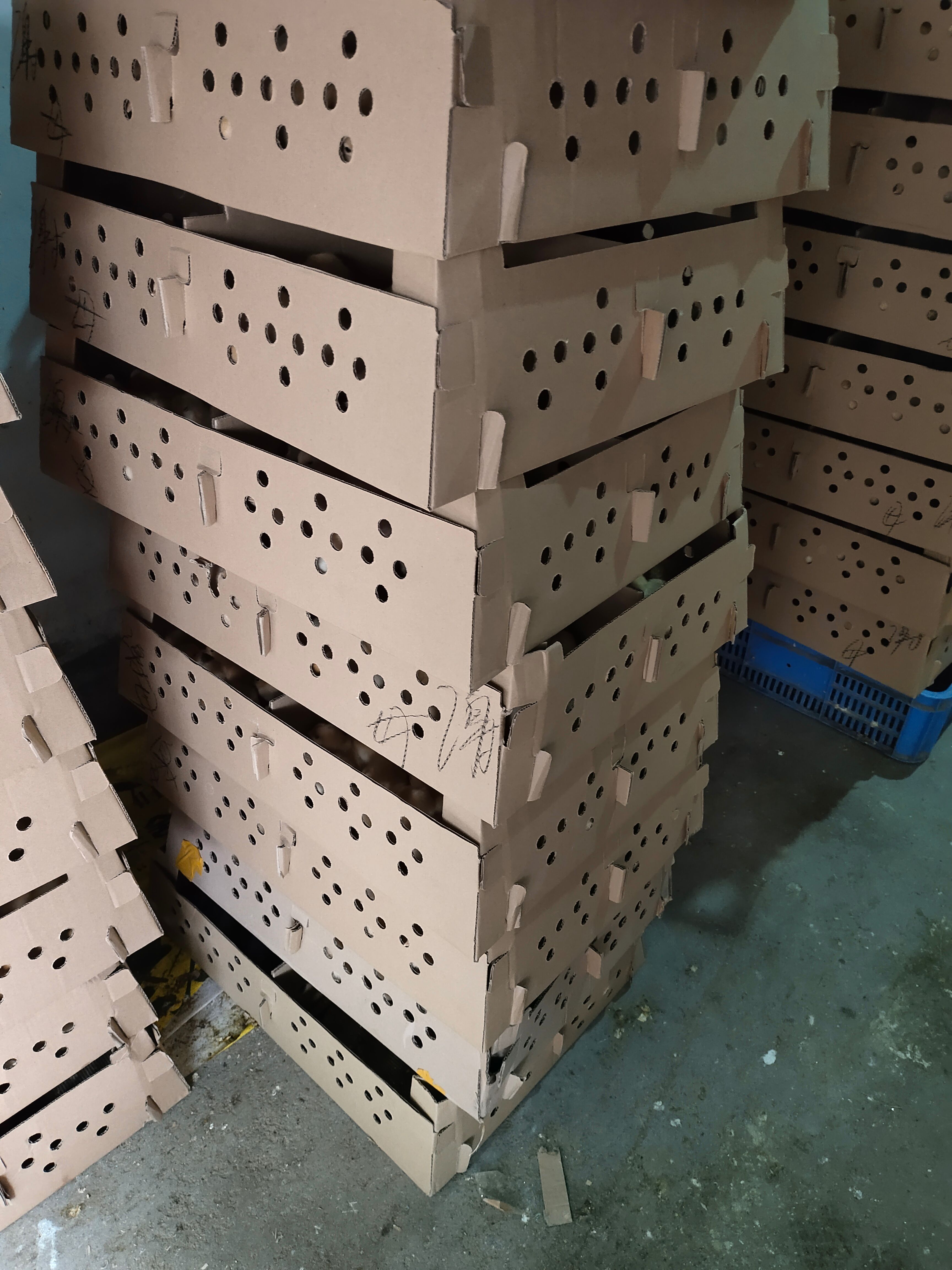 火鸡苗青铜火鸡苗贝蒂娜火鸡苗黑火鸡苗散养火鸡优质品种