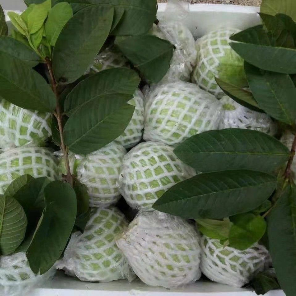  白心珍珠芭乐番石榴
