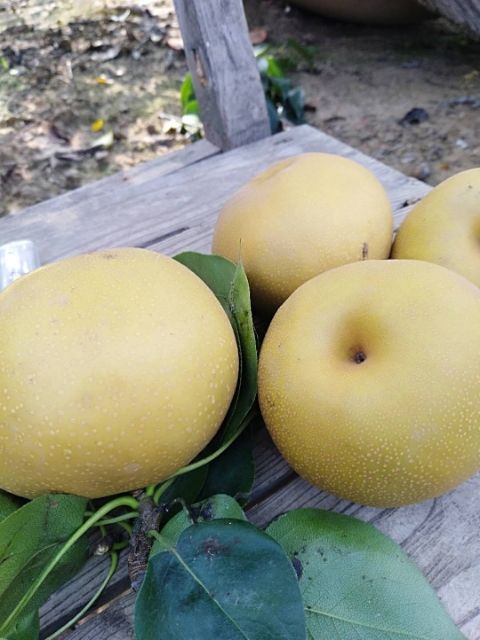 山东黄金梨 丰水梨产地批发  一手货源 大量现货