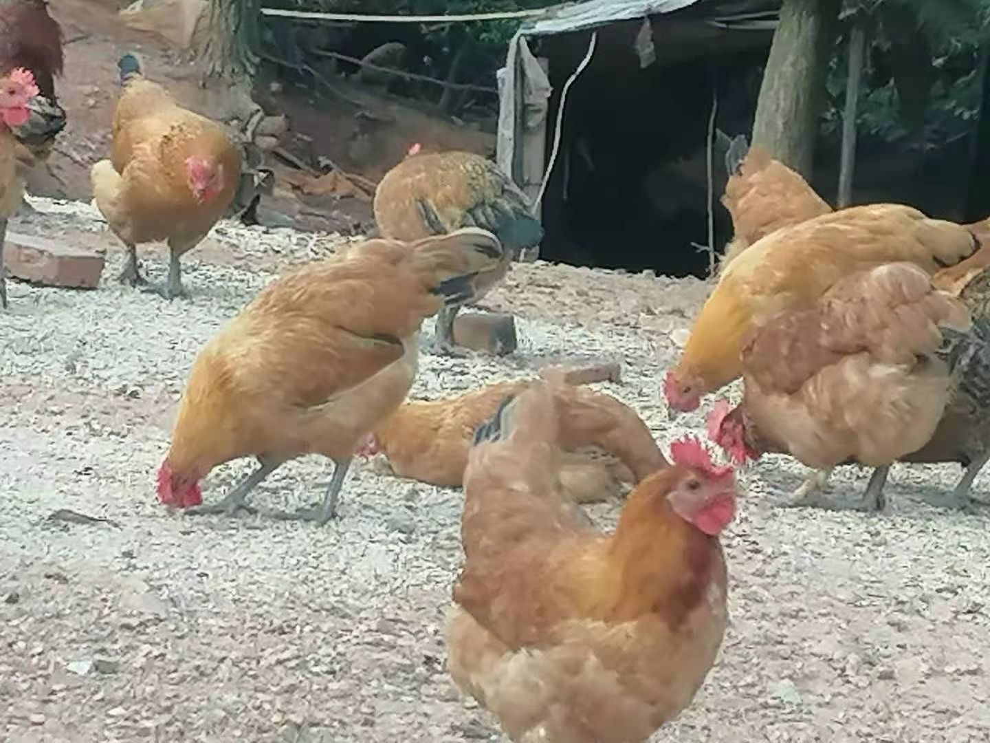 麻鸡 土鸡黑母鸡