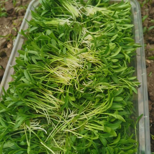 喀喇沁旗 香菜苗