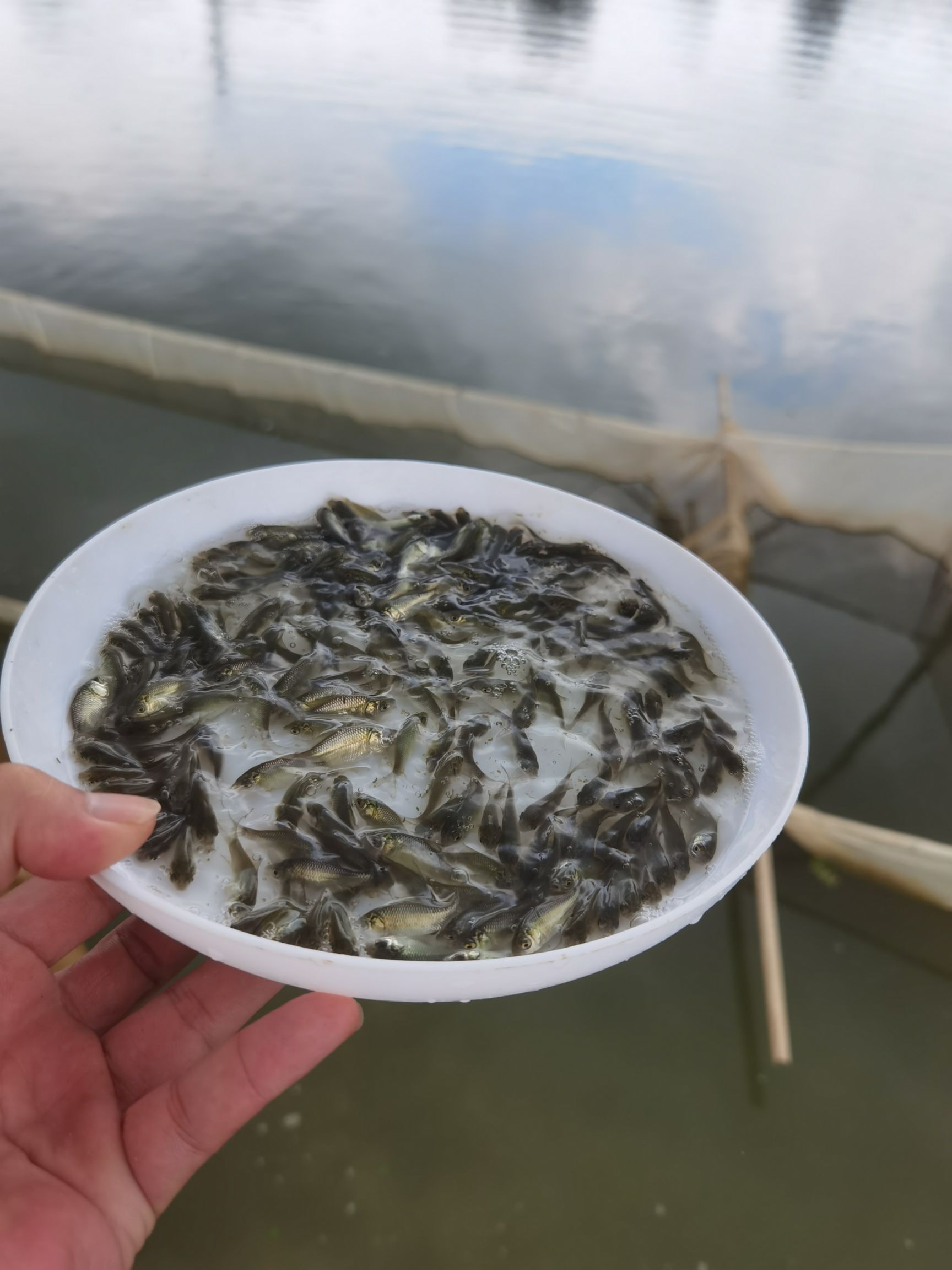 散卖鲫鱼苗中科5号彭泽鲫鱼苗高背大板鲫土白鲫湘云鲫银鲫工程鲫