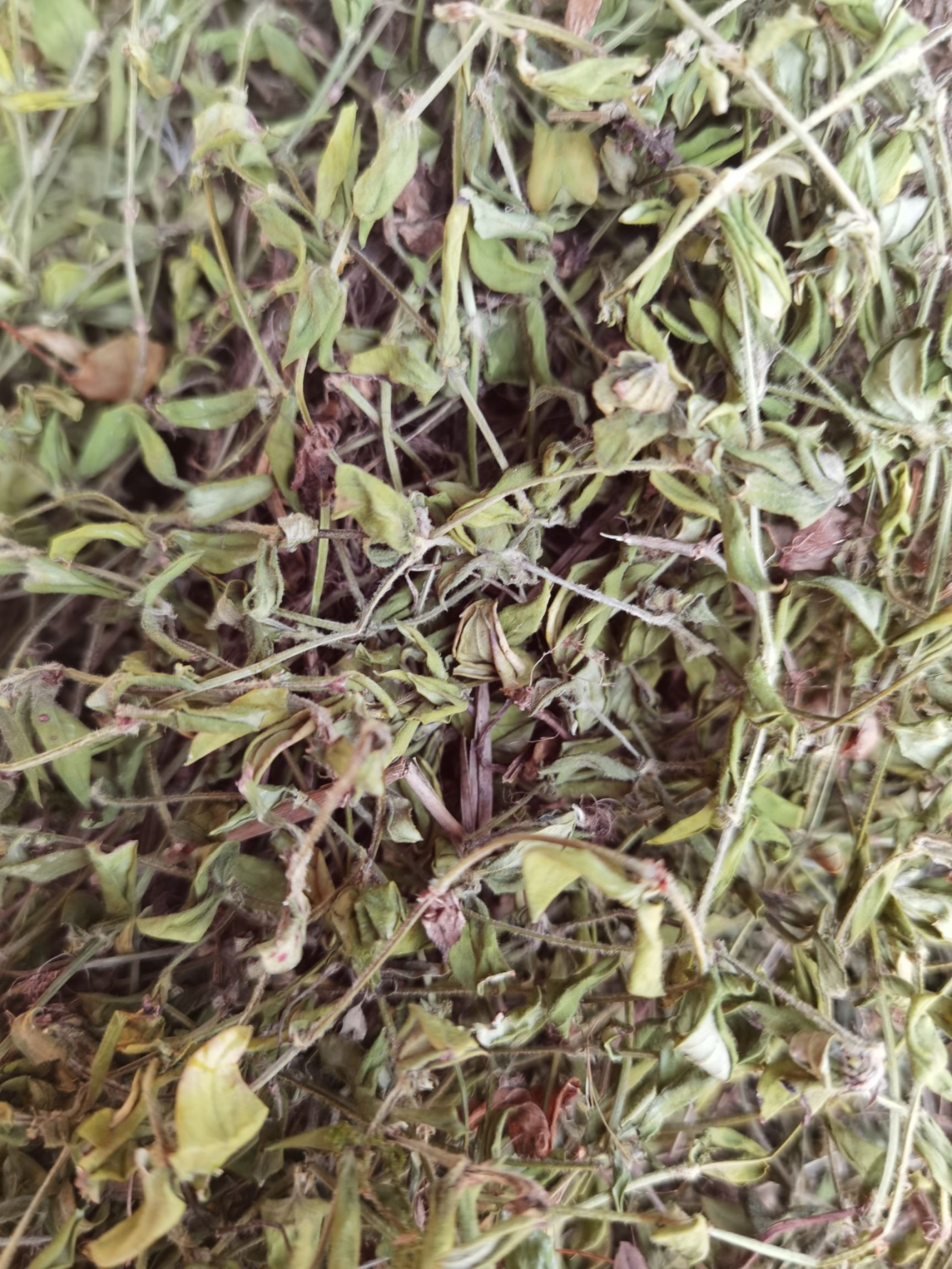 黄毛耳草也叫金毛耳草各种规格