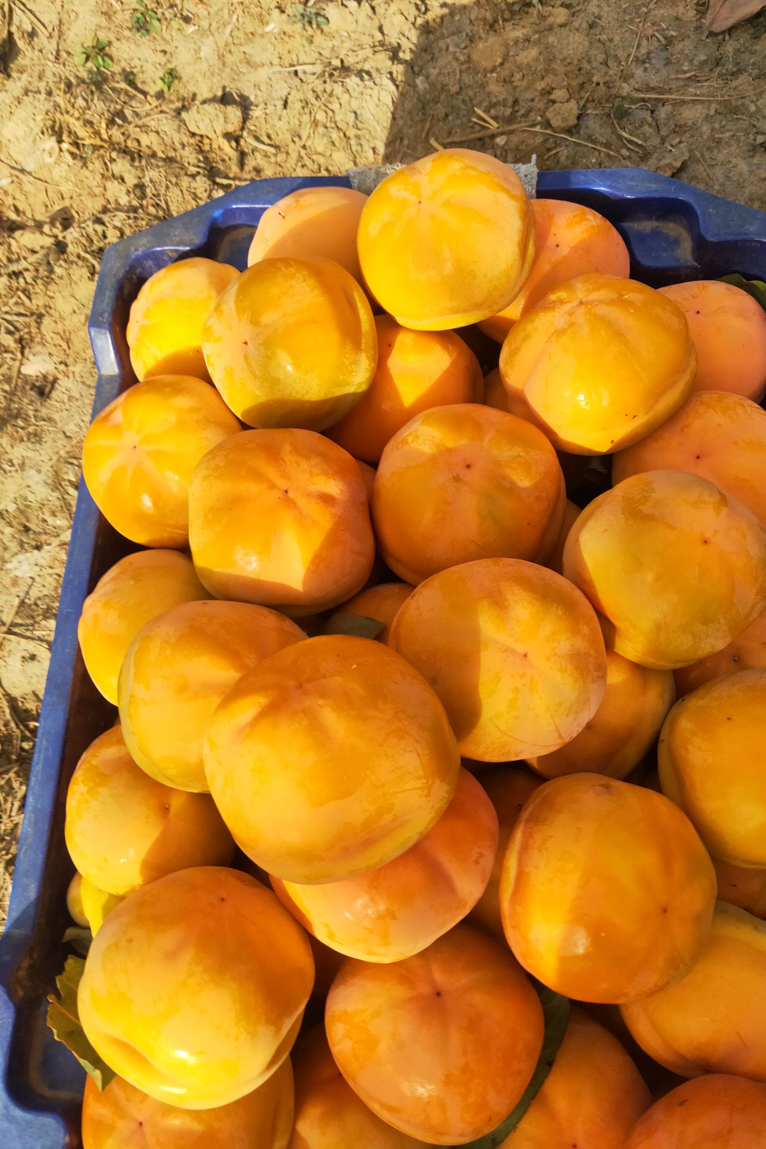 晋州市大磨盘柿子，河北大甜柿子，汁多超甜，10月份持续到来年3月份