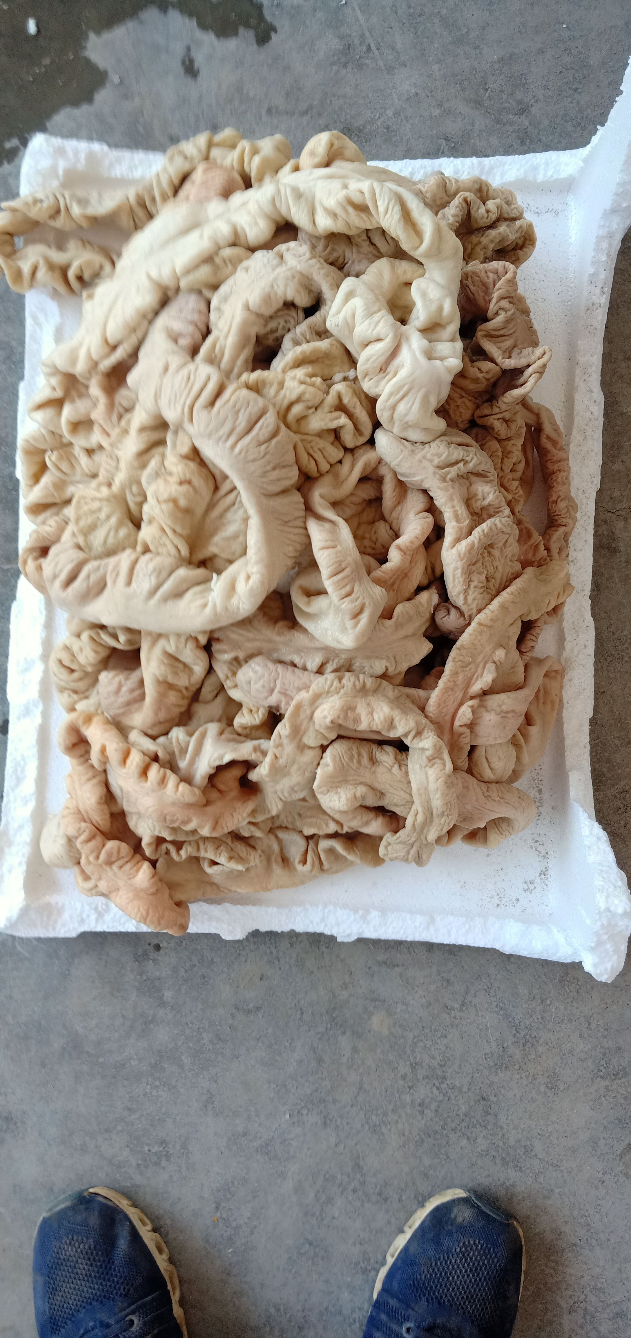 猪大肠，熟猪大肠一件代发，量大从优