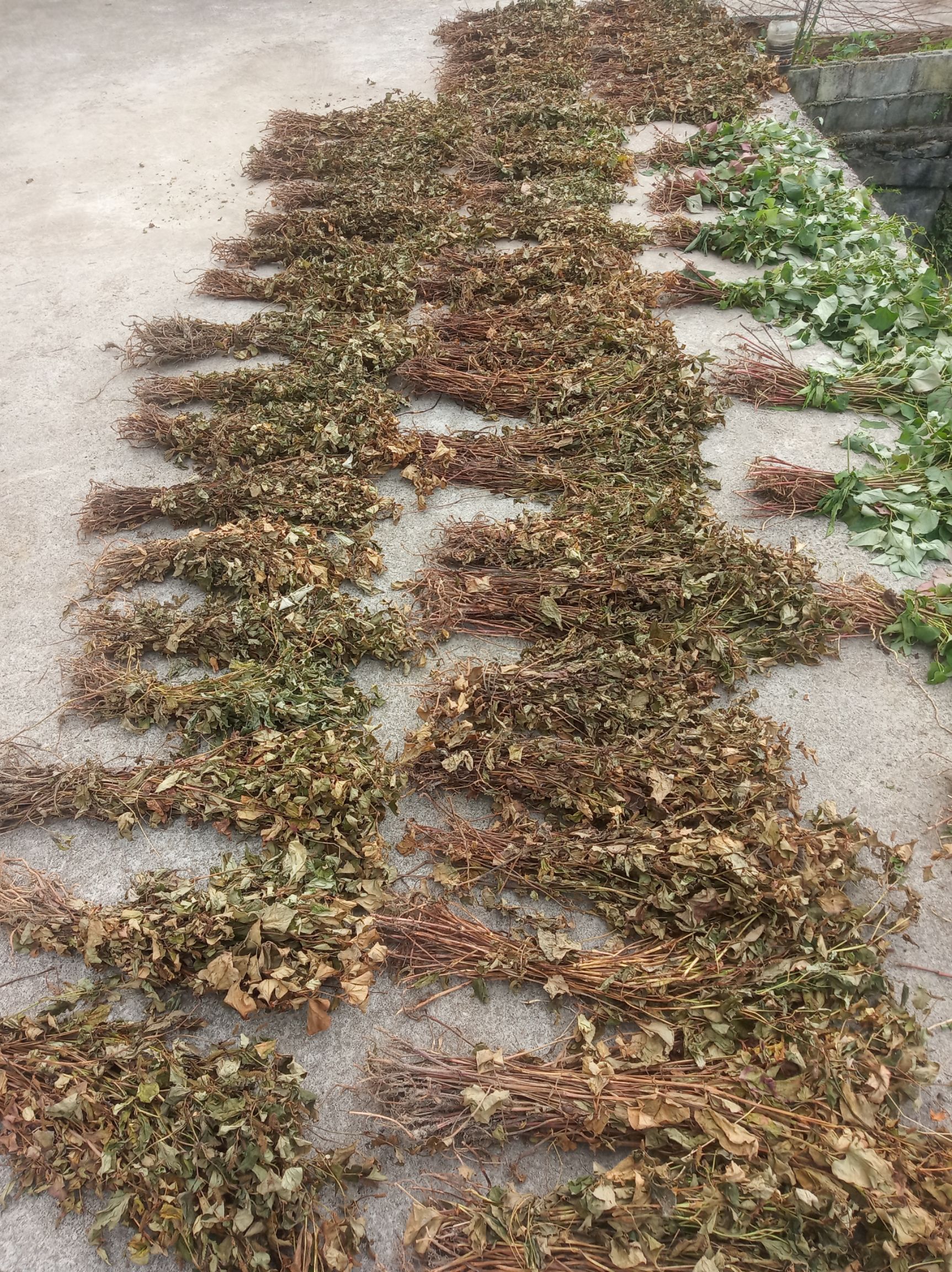 红茎鱼腥草  鱼腥草干货