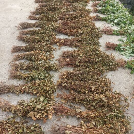 彭水红茎鱼腥草  鱼腥草干货