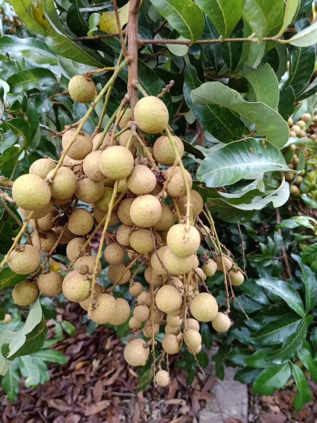  大新特色石硖龙眼开始上市了，欢迎各位老板恰谈