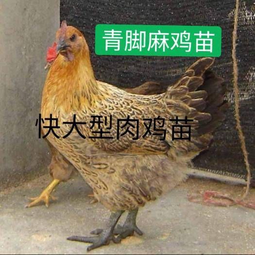 大种青脚麻公，新广大种青脚麻公，铁脚麻公鸡苗