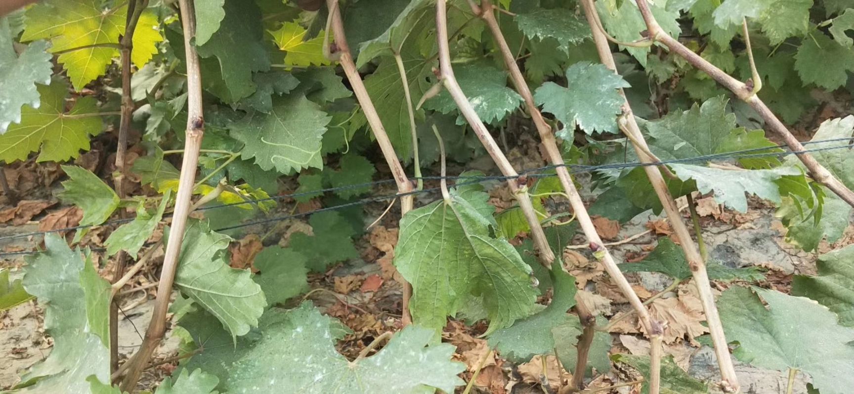 5BB嫁接阳光玫瑰葡萄苗，品种纯正 精品苗木