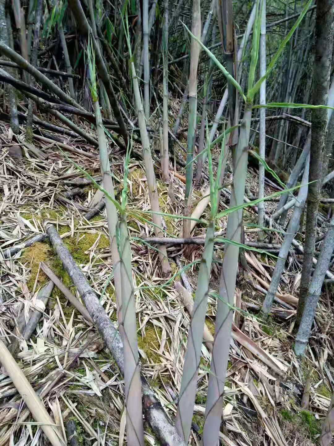 春笋 云南丽江竹笋