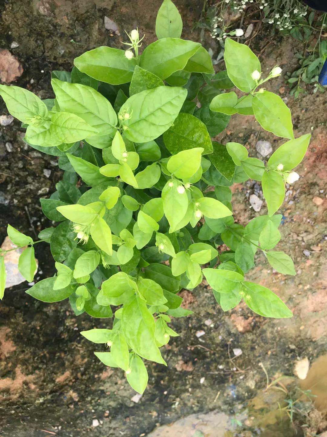白色茉莉  好一朵美丽的茉莉花