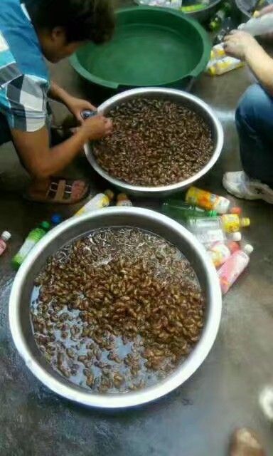 灵宝网红小金蝉