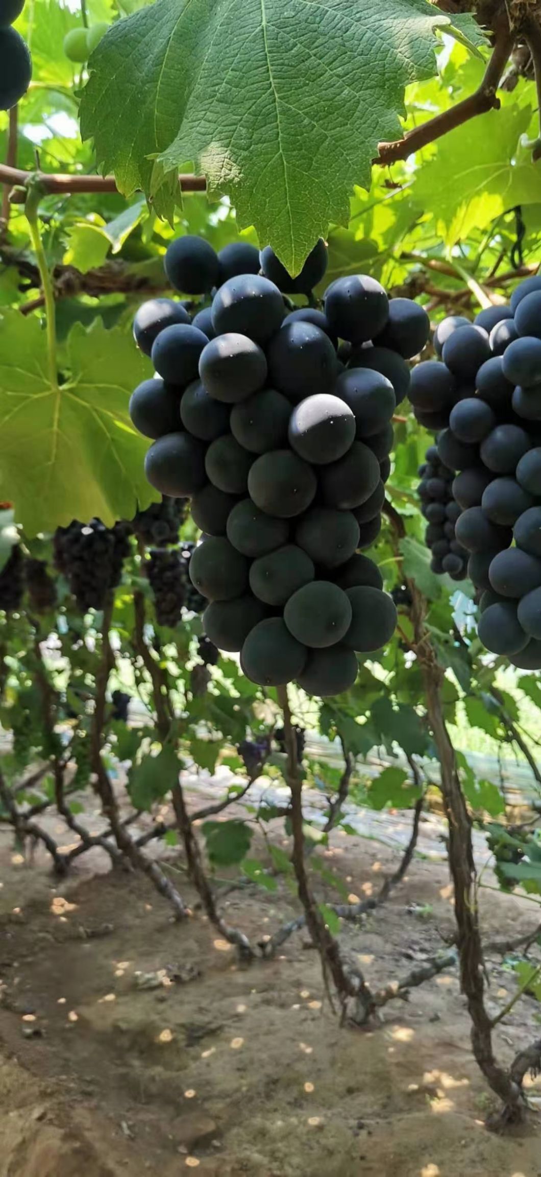 巨峰葡萄  好货继续，飓风葡萄，粒大果粉好，还饱满。价格不高，各位老板来